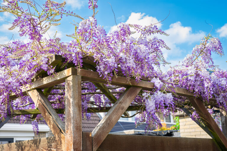 Pergolas en bois envahie par des glycines