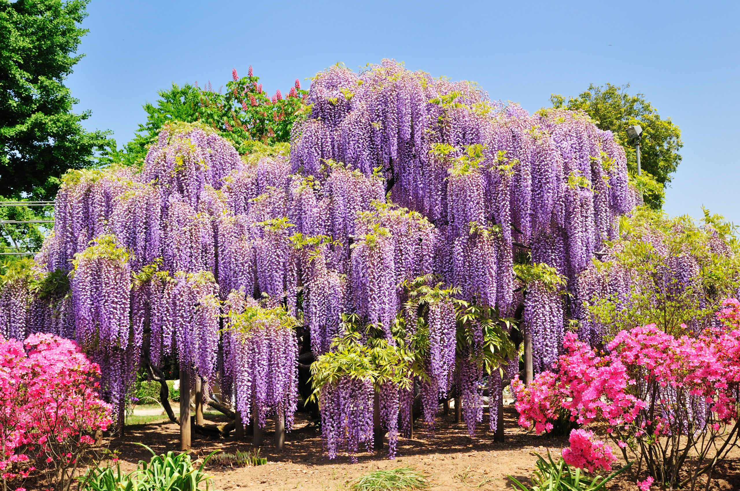 Arbre géant avec des fleurs de glycines qui dépassent.
