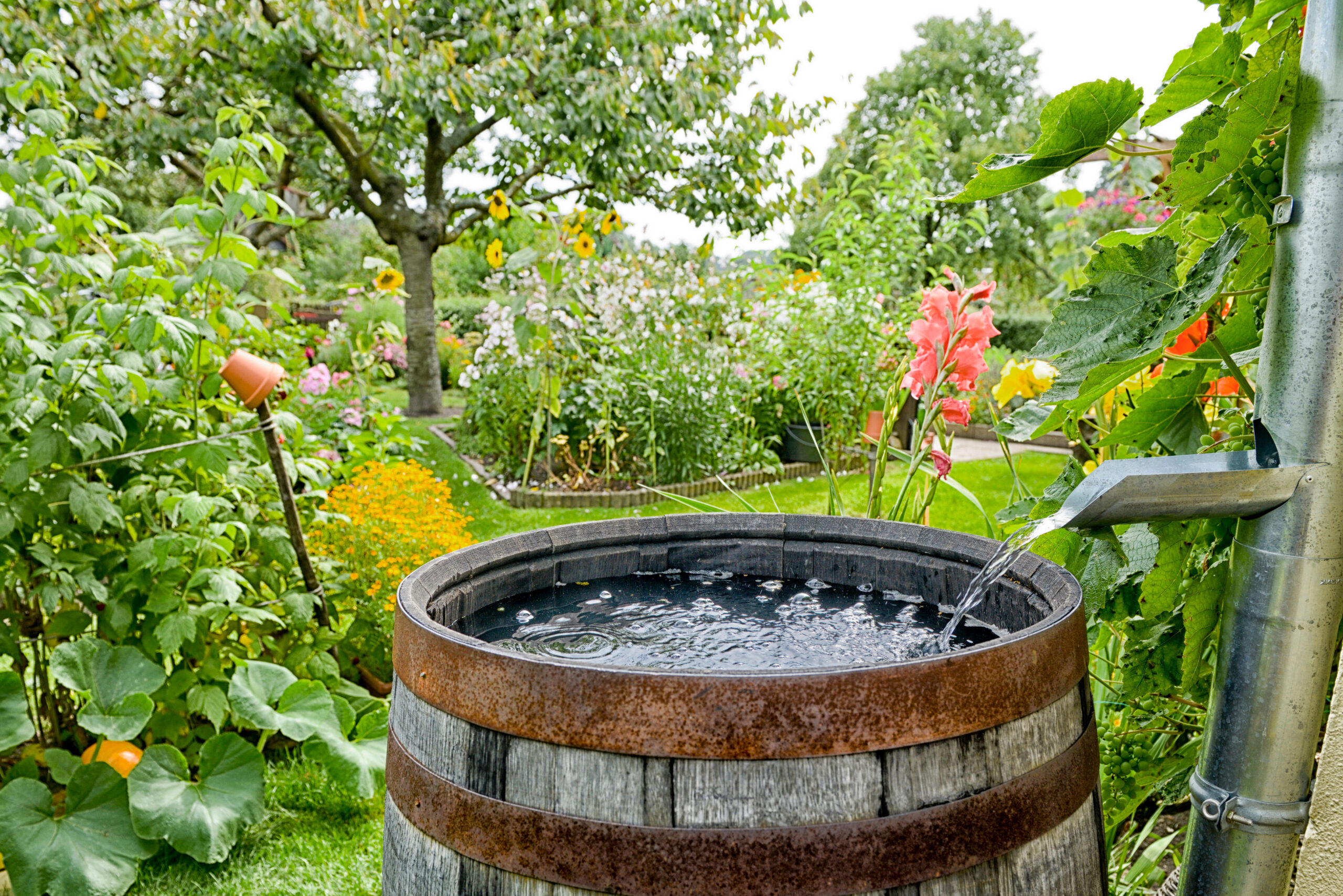Cuve d'eau dans jardin