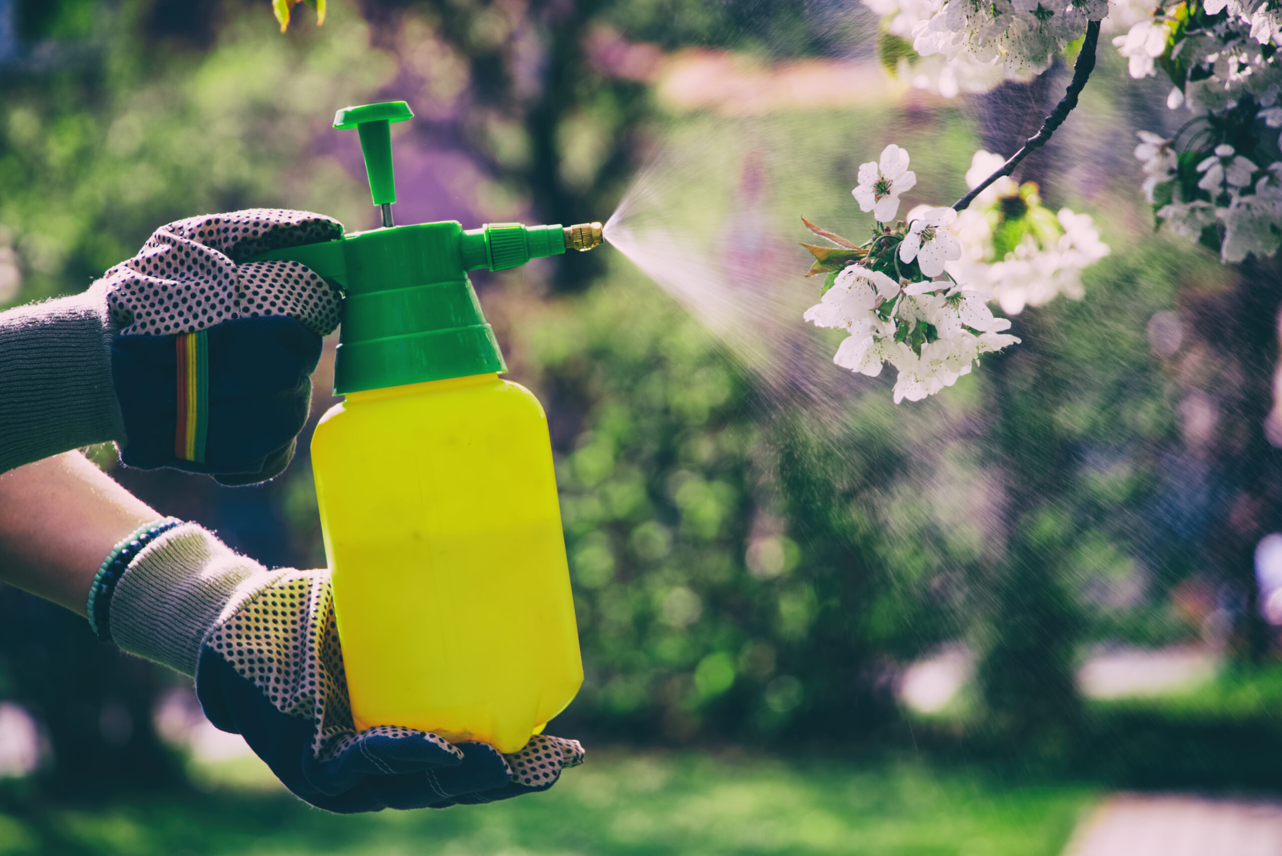 Main qui projette du pesticide sur des fleurs d'arbres avec un spray